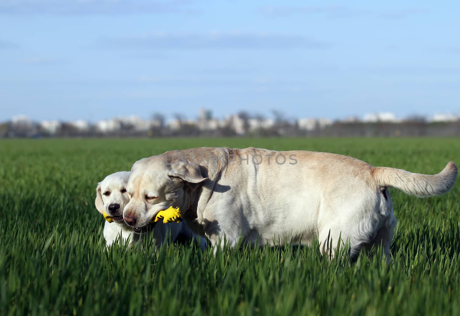 two lovely nice sweet yellow labradors playing in the park