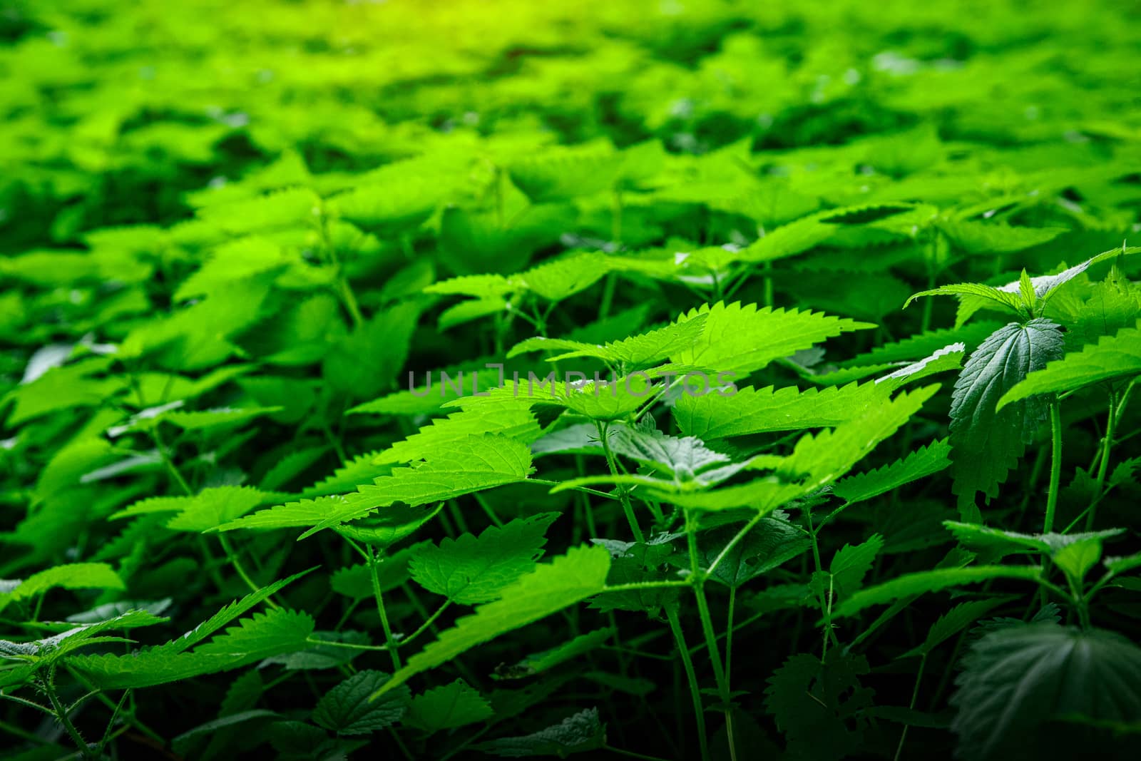 Green Leaves background. Urtica texture