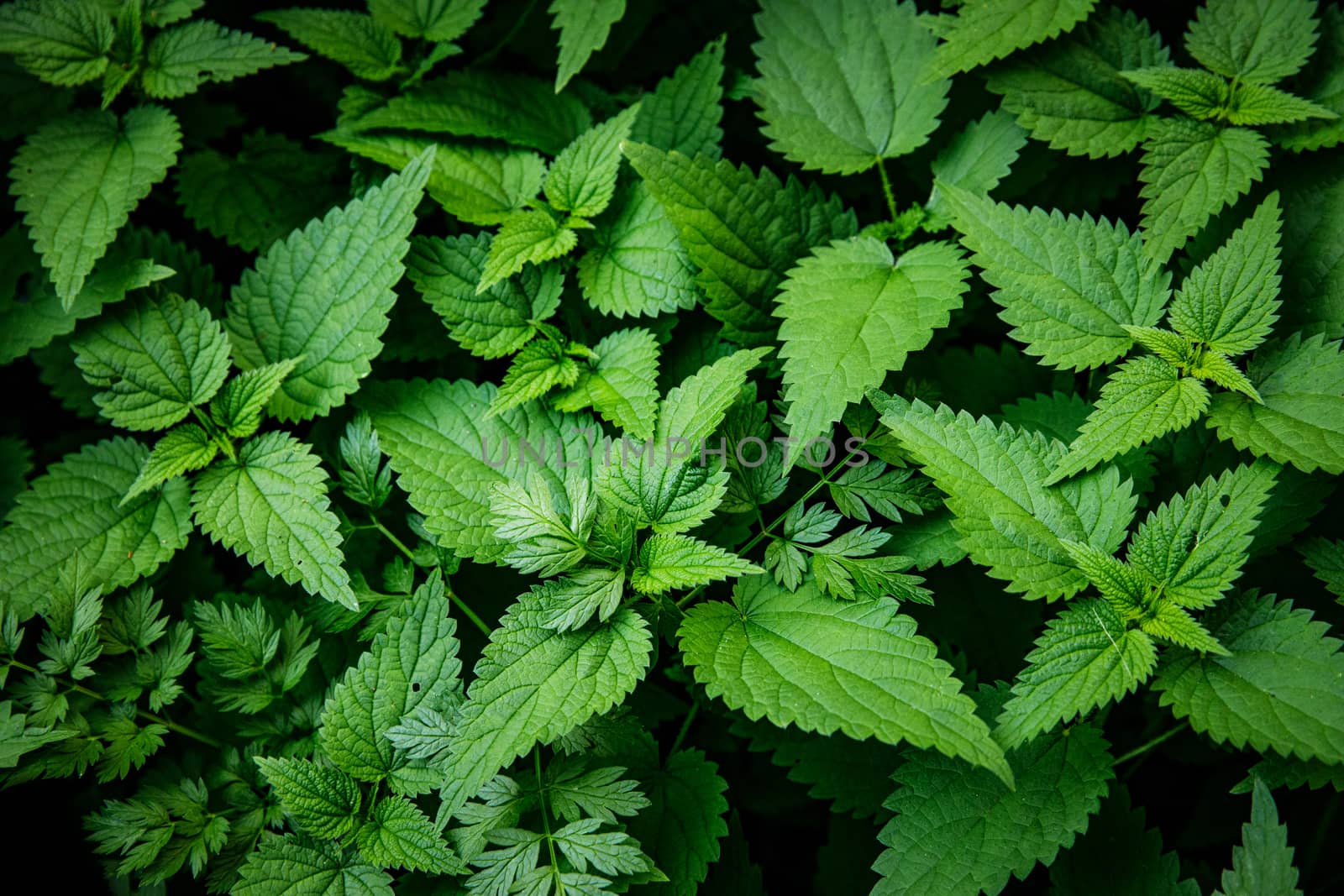 Green Leaves background. Urtica texture