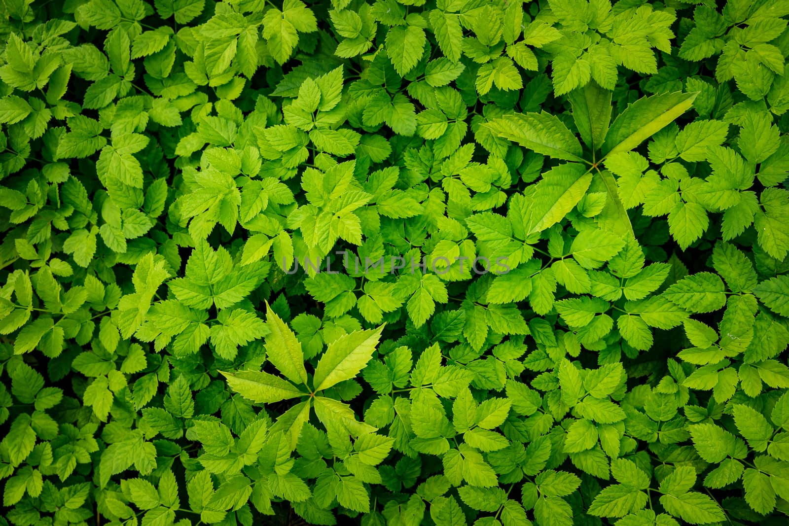 Green Leaves background. Urtica texture. by 9parusnikov