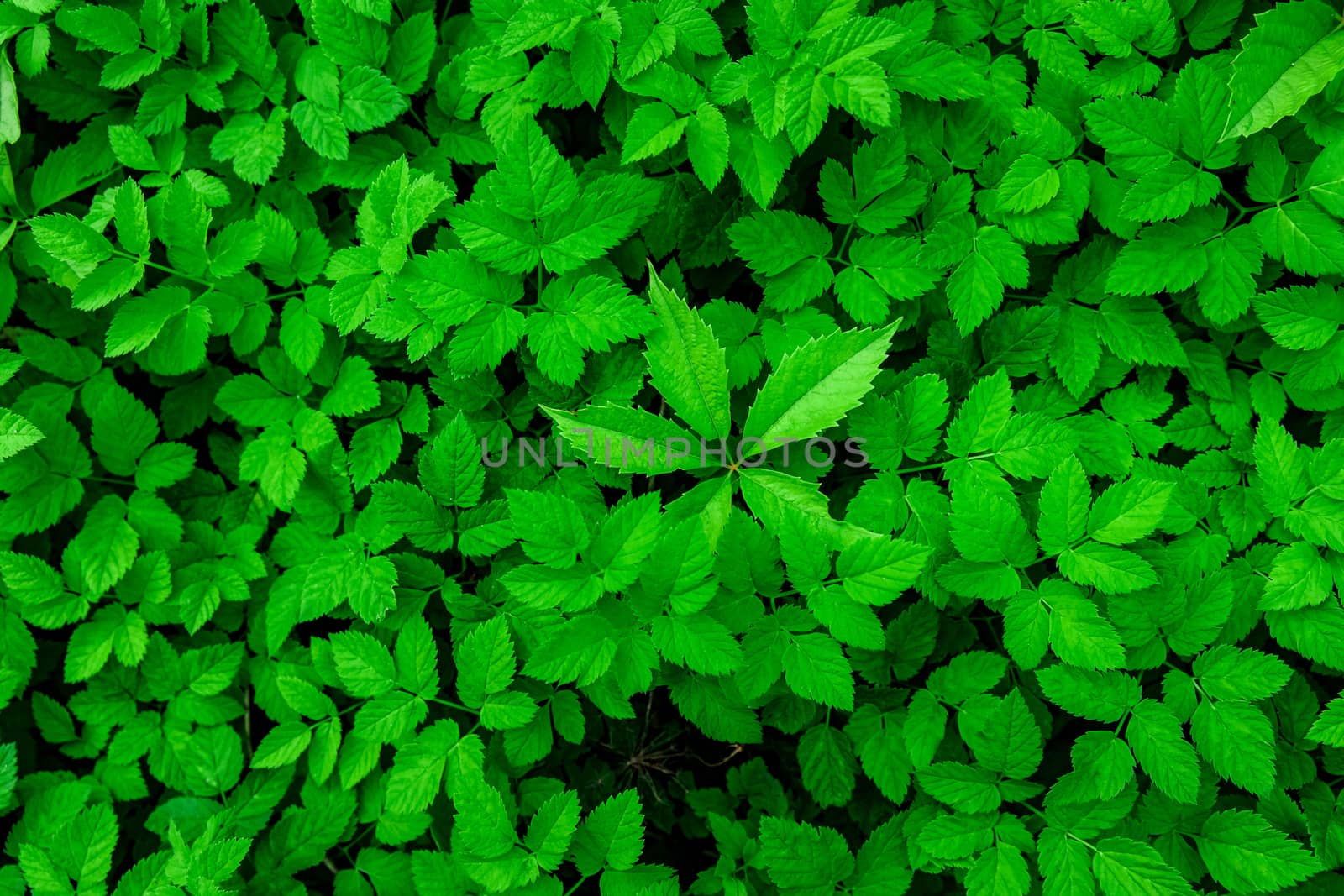 Green Leaves background. Urtica texture. by 9parusnikov