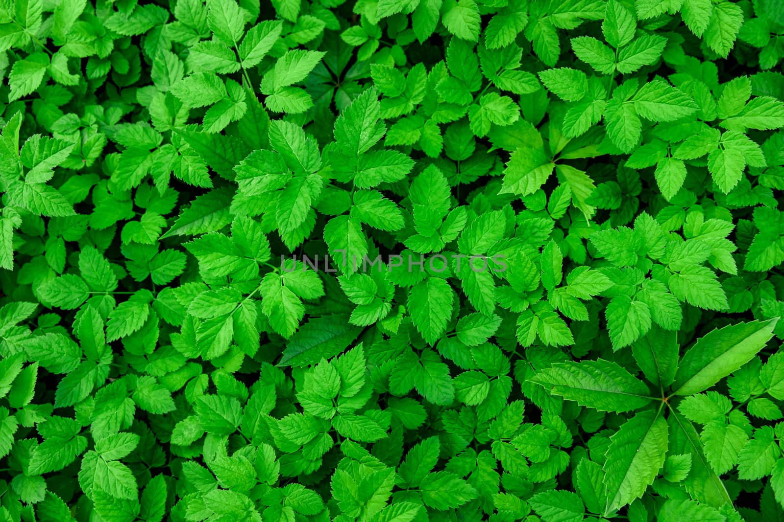 Green Leaves background. Urtica texture. by 9parusnikov