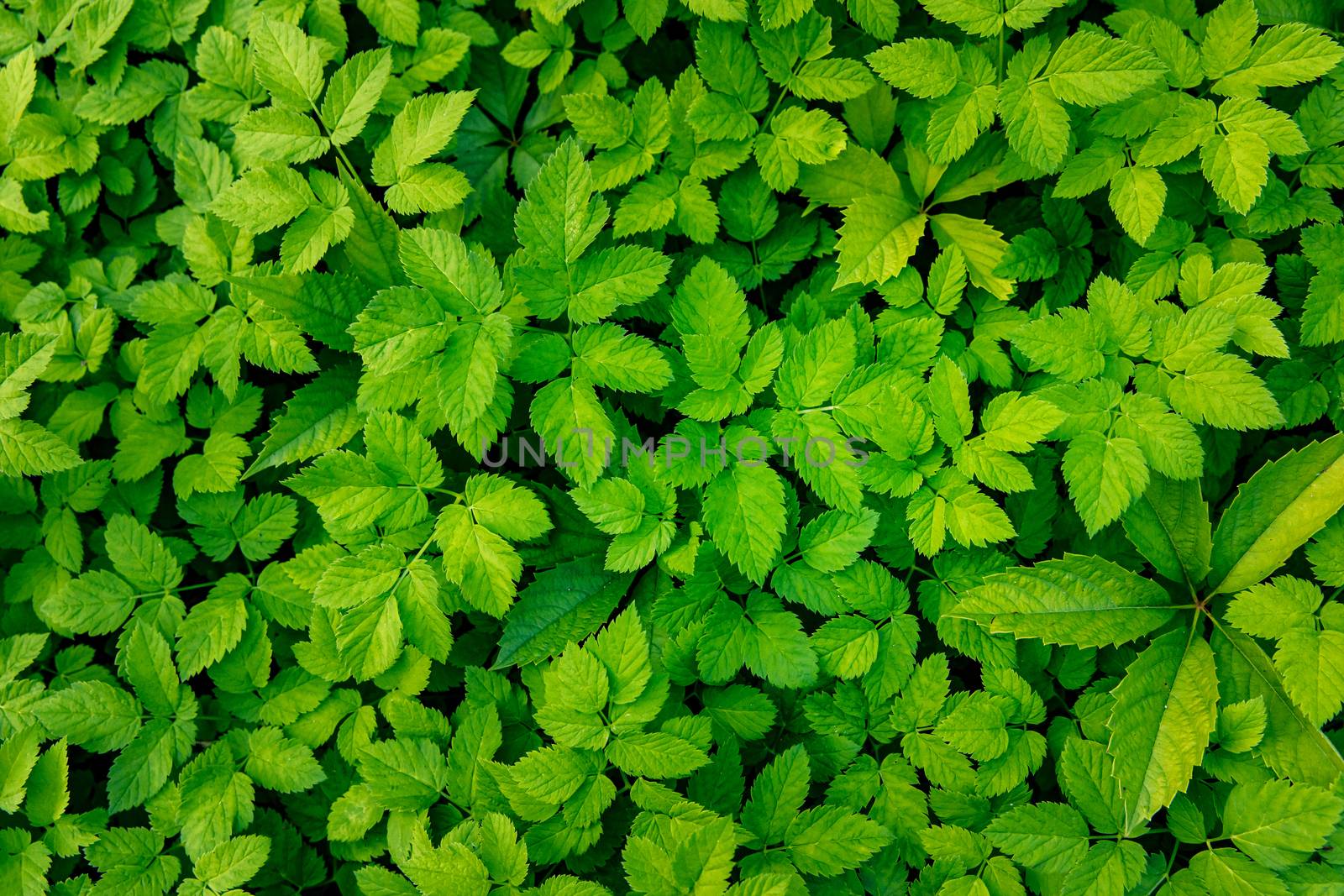 Green Leaves background. Urtica texture. by 9parusnikov