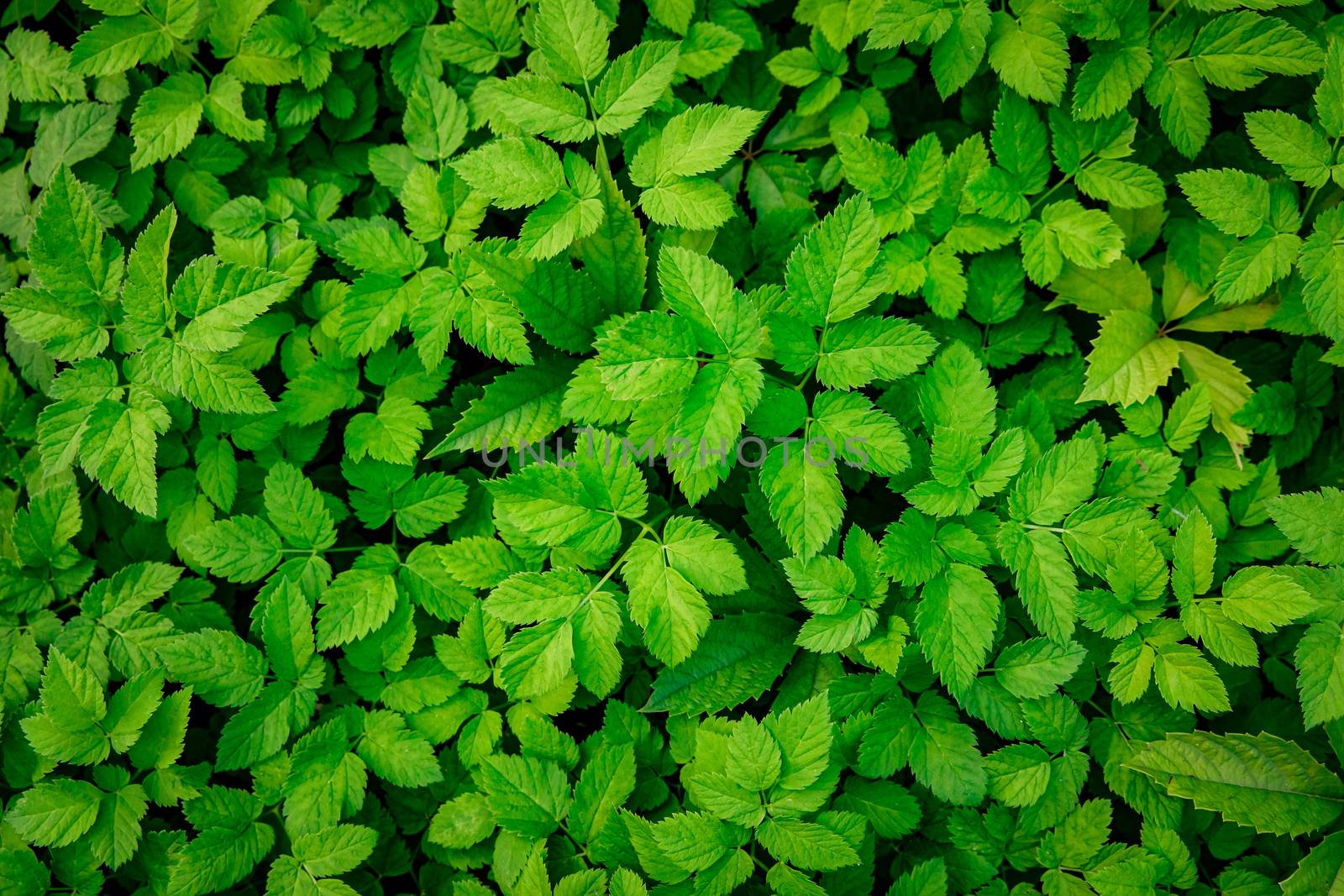 Green Leaves background. Urtica texture. by 9parusnikov