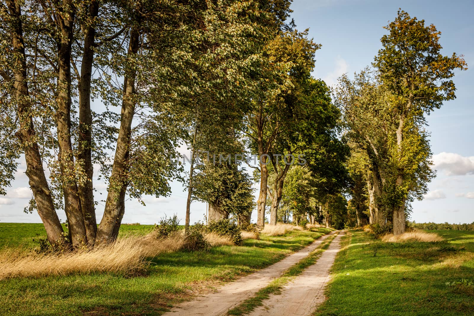 Gravel road outside the city. Sunset light, trees on the trail