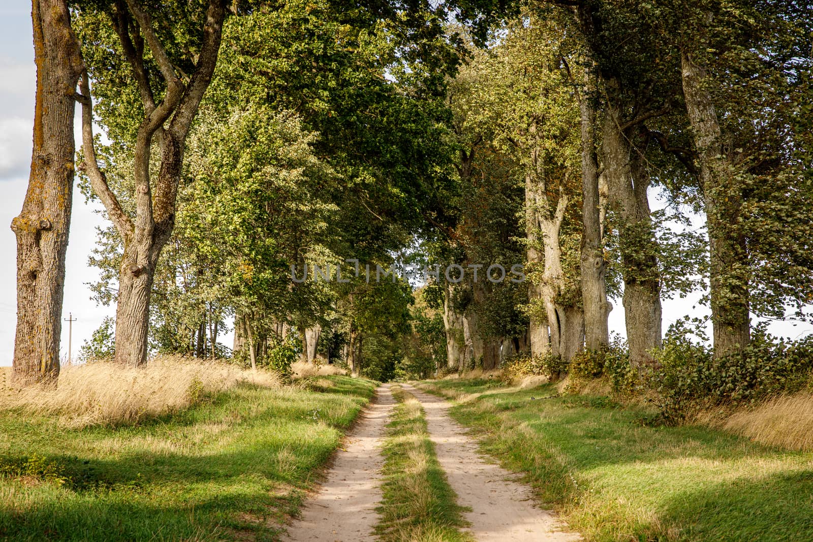 Gravel road outside the city. Sunset light, trees on the trail. by 9parusnikov