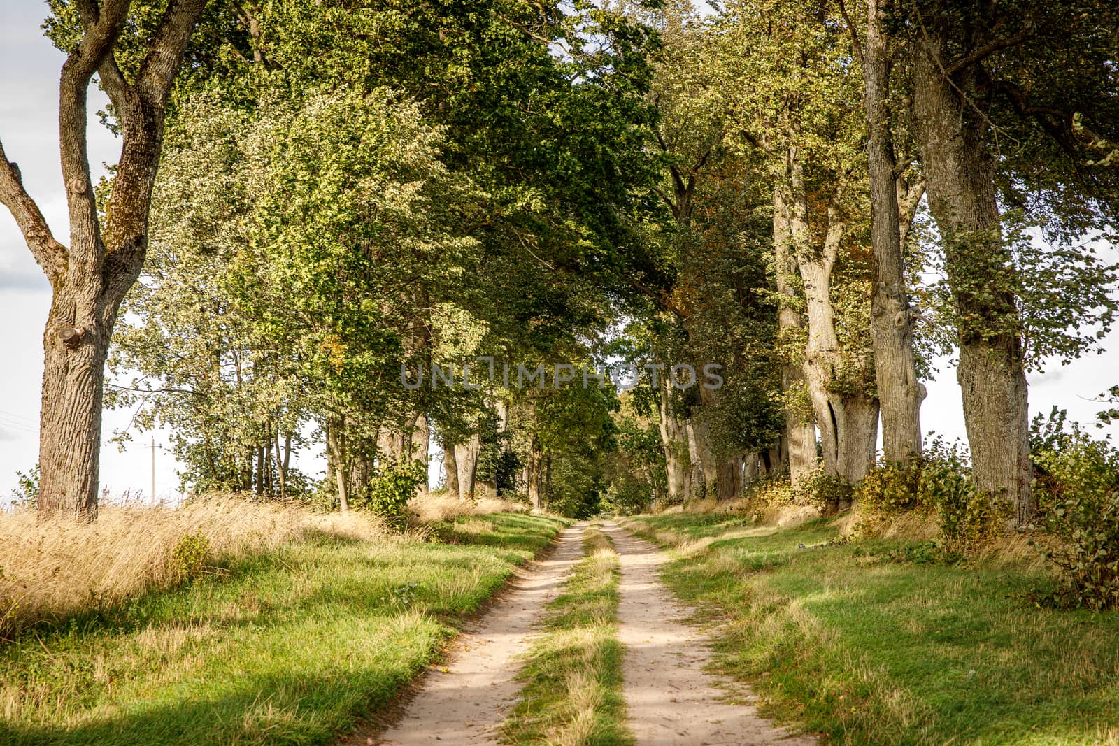 Gravel road outside the city. Sunset light, trees on the trail