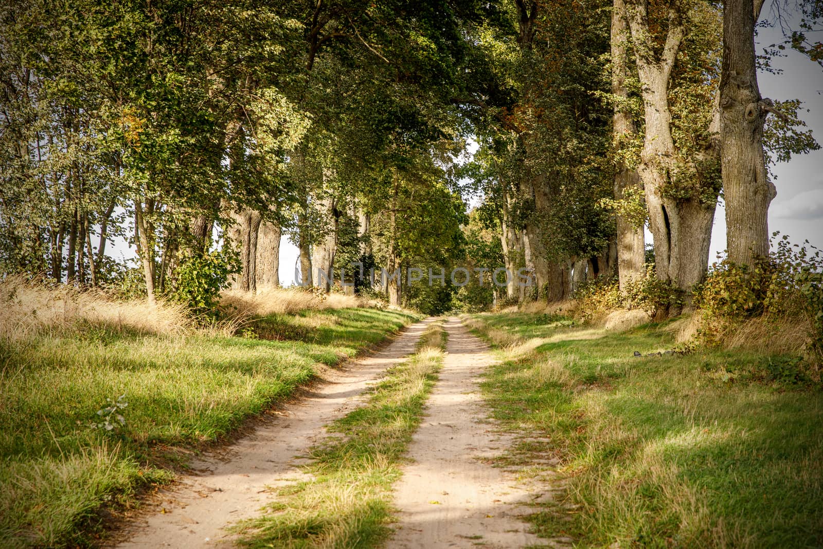 Gravel road outside the city. Sunset light, trees on the trail. by 9parusnikov