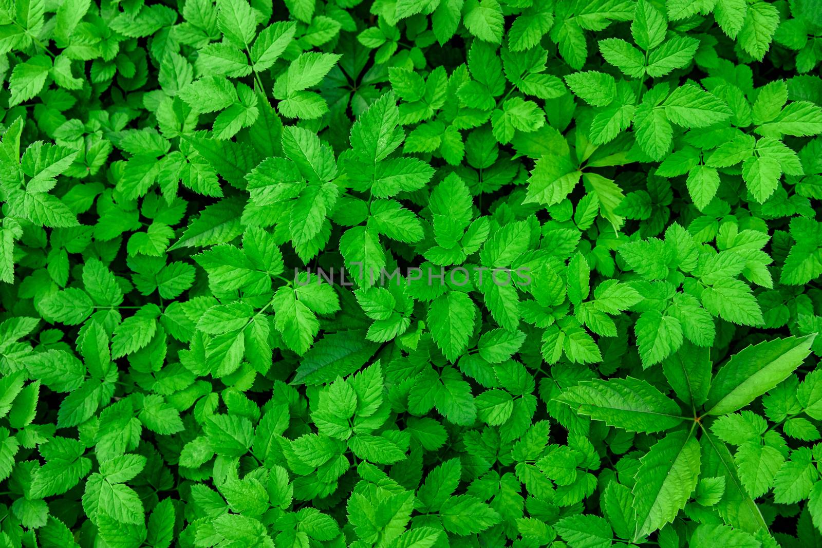 Green Leaves background. Nature texture. by 9parusnikov