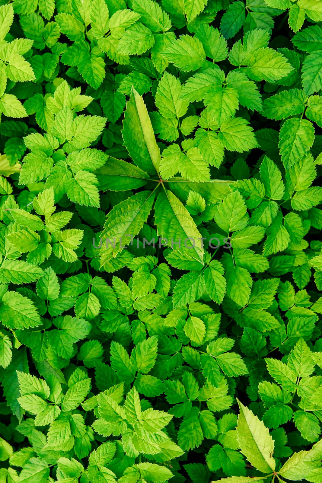 Green Leaves background. Nature texture