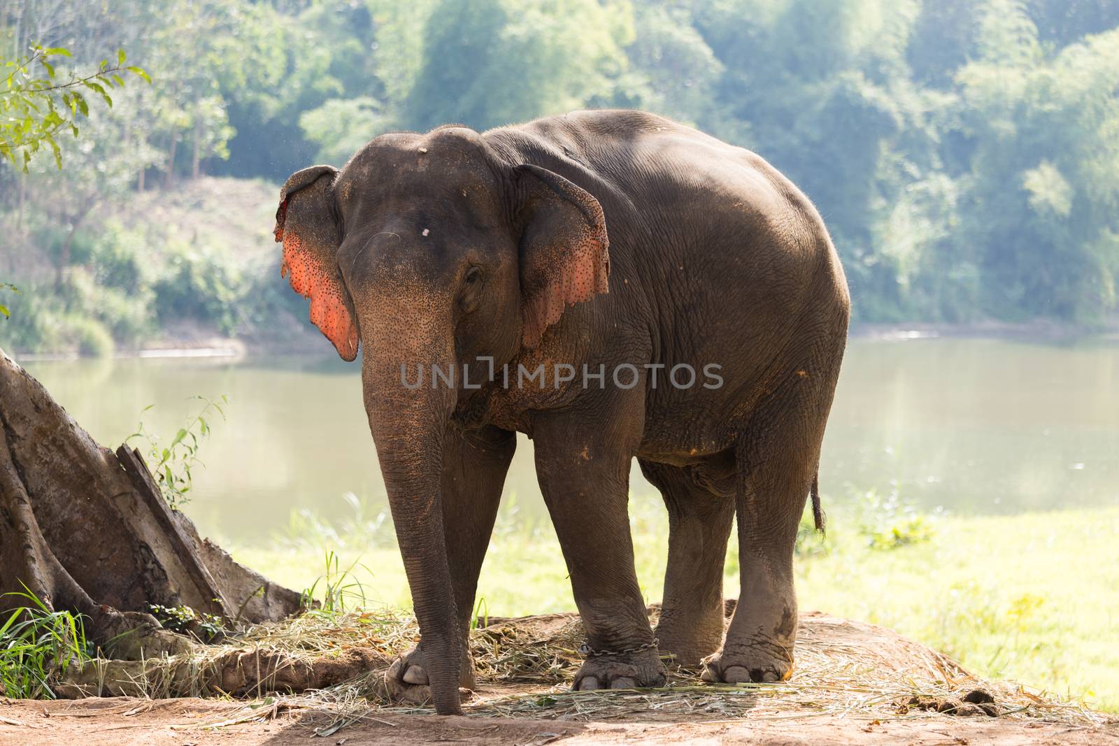 Elephant standing under tree backlit by river in Laos elephant sanctuary by kgboxford