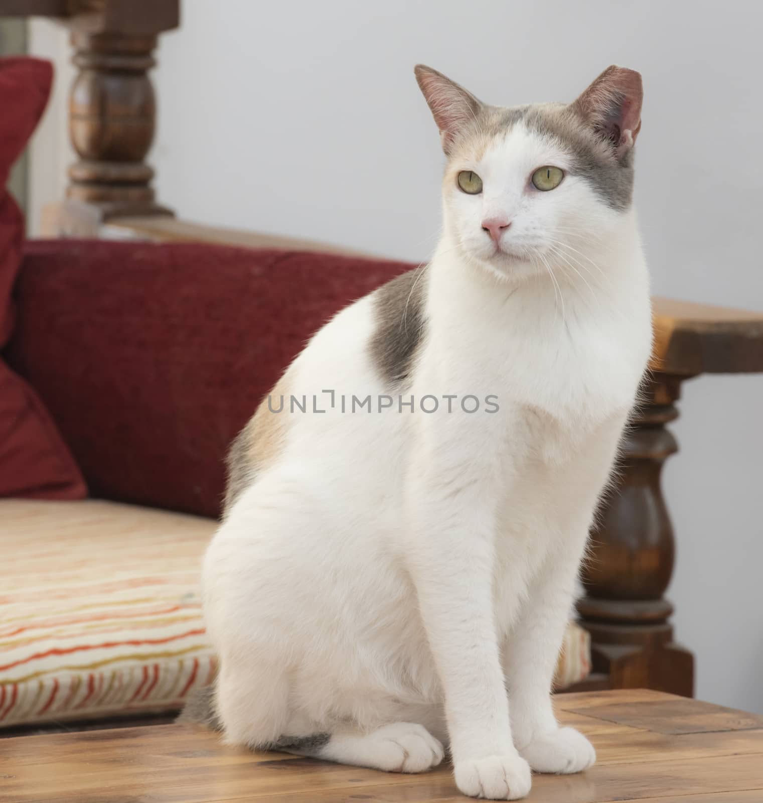 Closeup of cute domestic house cat felis catus relaxing indoor at home sitting on table