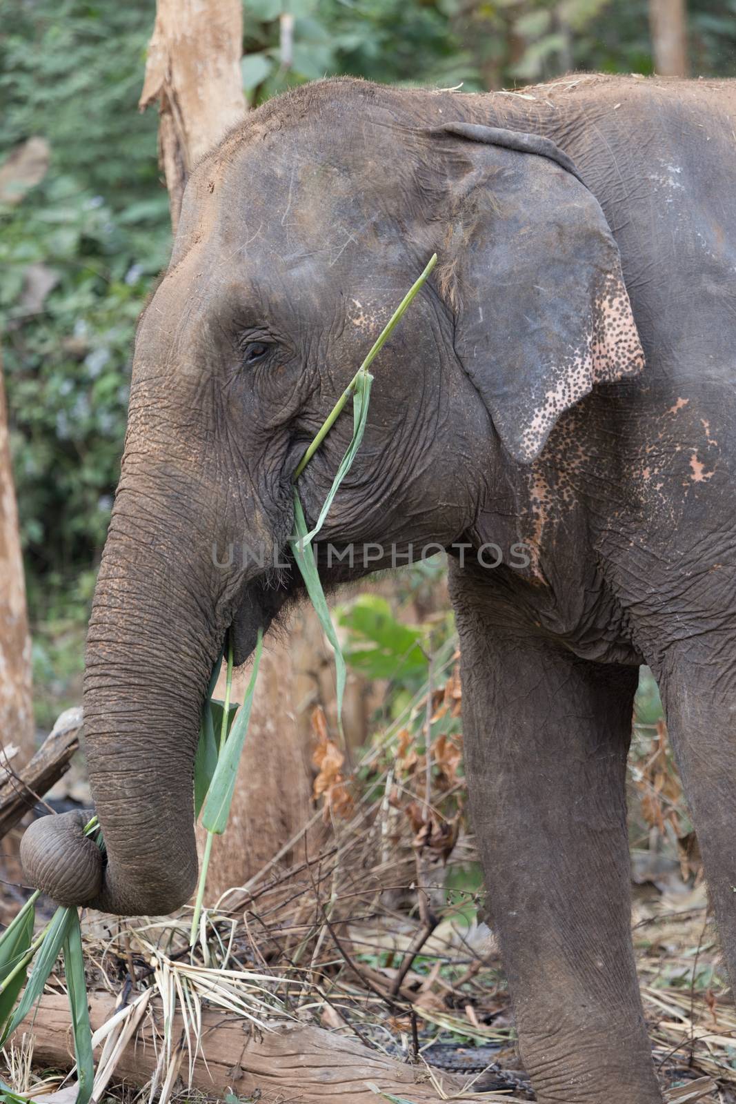 Elephant standing under tree in Laos elephant sanctuary by kgboxford