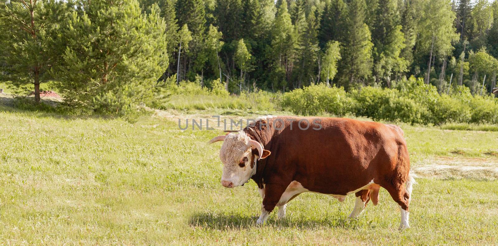 bull. Symbol of 2021. Zodiac sign Taurus. banner. big bull with a ring in its nose, stood majestically in a lush summer meadow, a milk bull grazing in a green meadow. Landscape. Eastern horoscope.