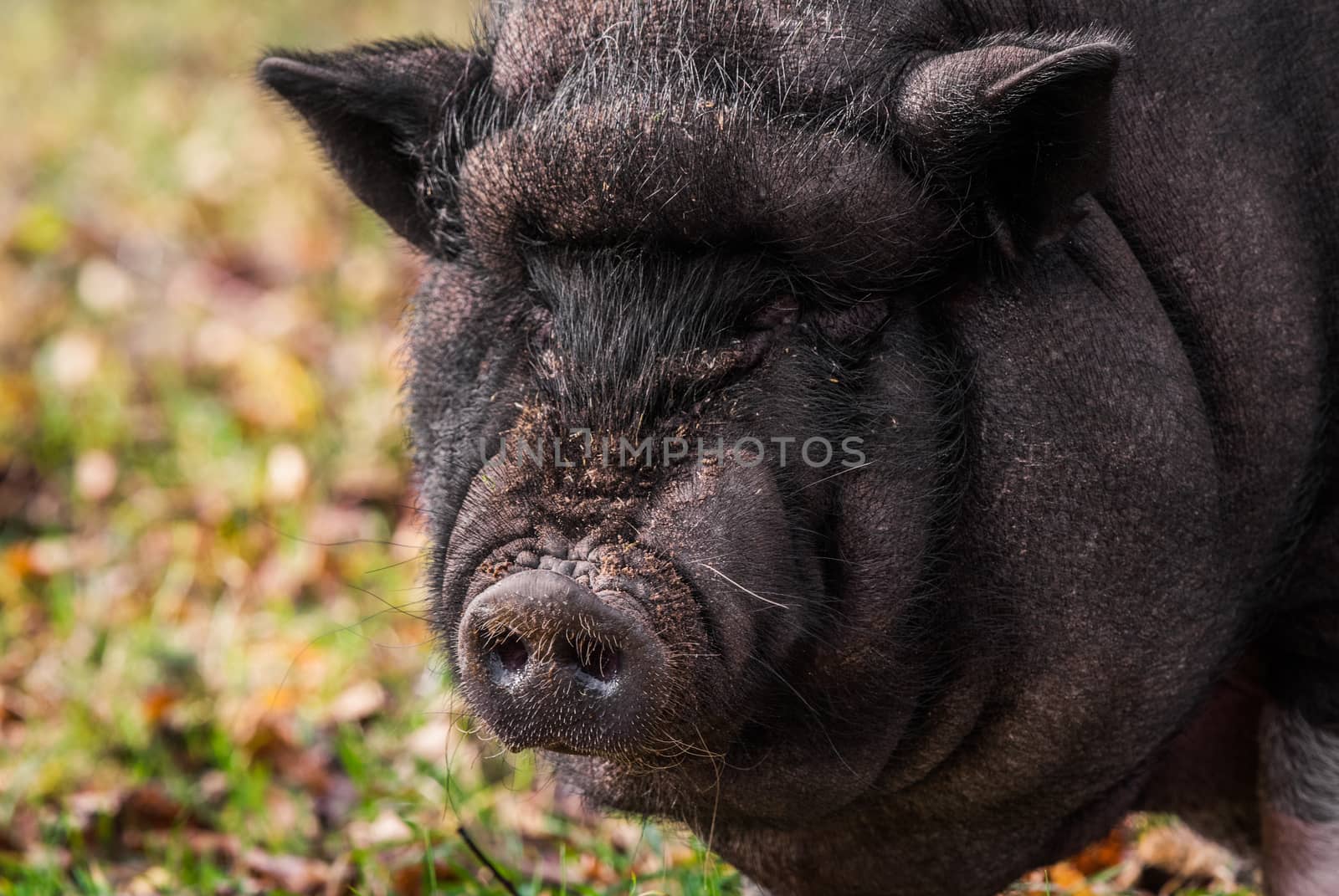 Big Vietnamese black pig close up portrait on the farm