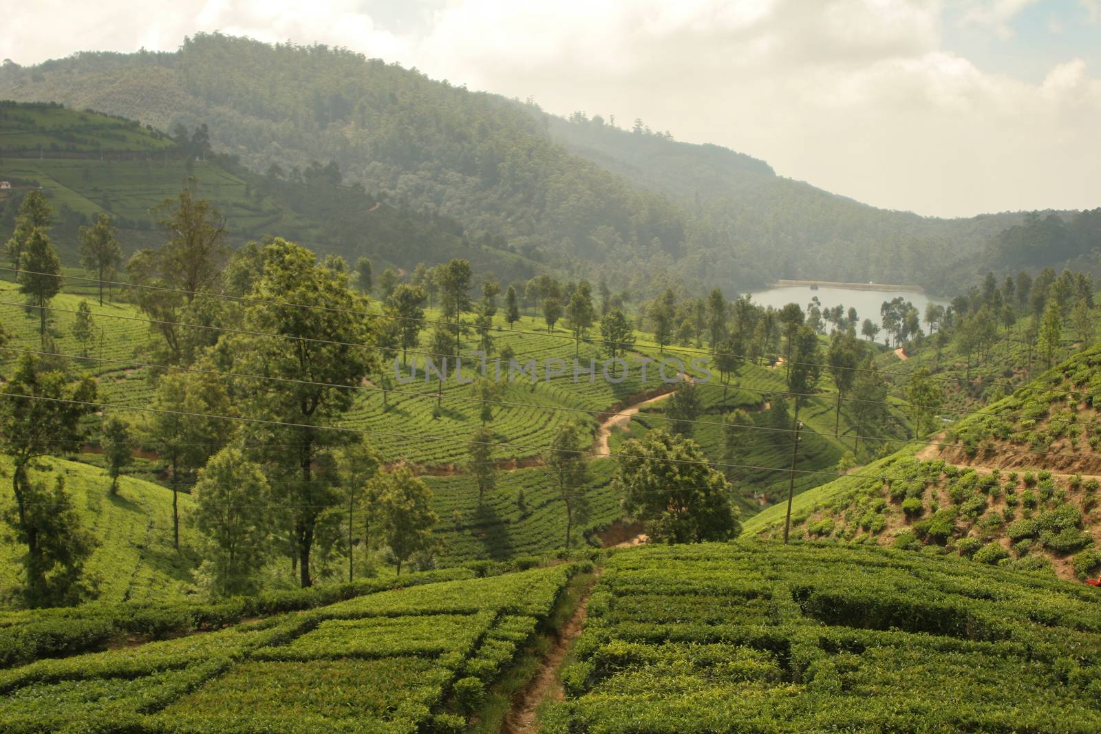 Nuwara Eliya Sri Lanka tea plantation with terraced hills of tea bushes. High quality photo