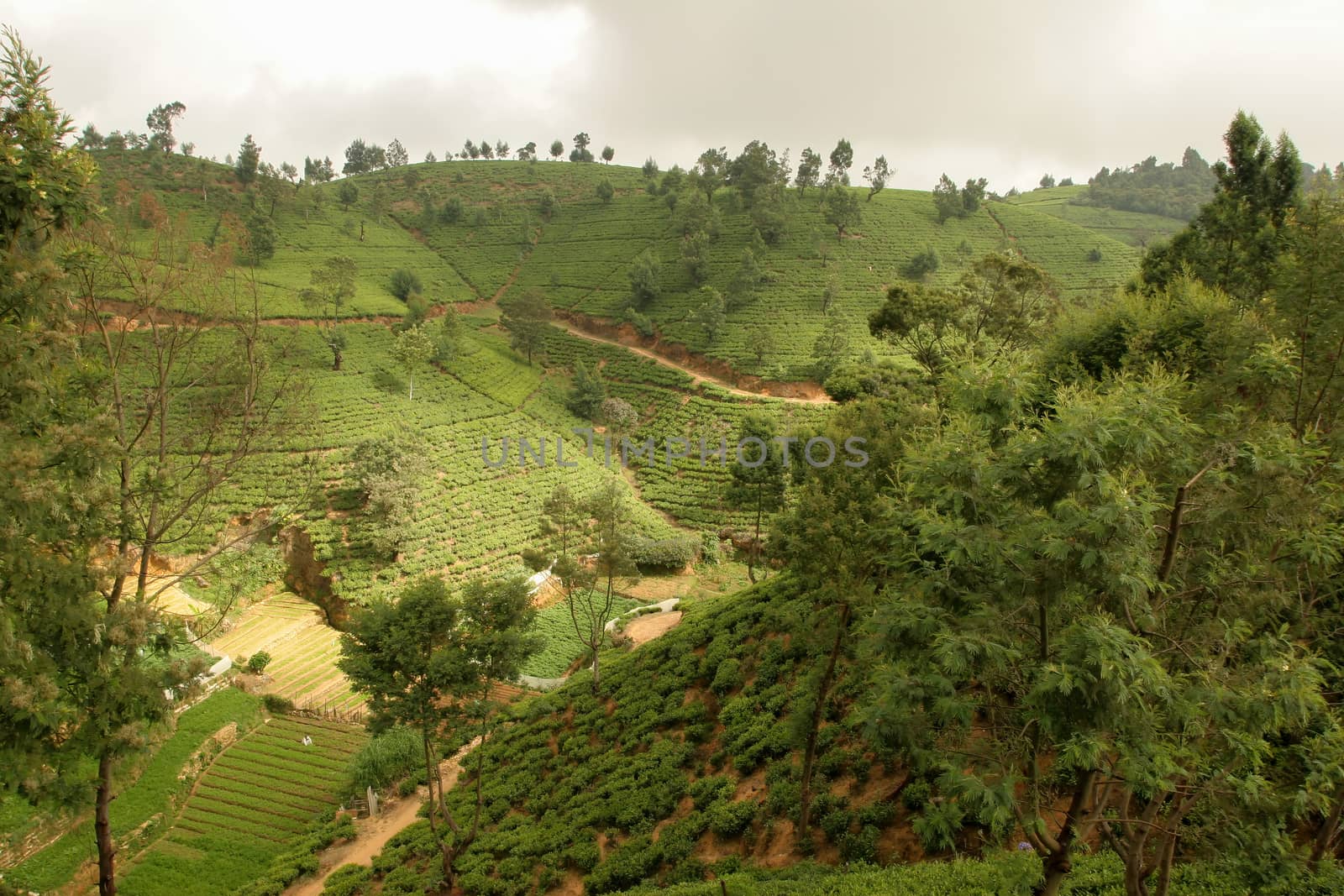 Nuwara Eliya Sri Lanka tea plantation with terraced hills of tea bushes by kgboxford