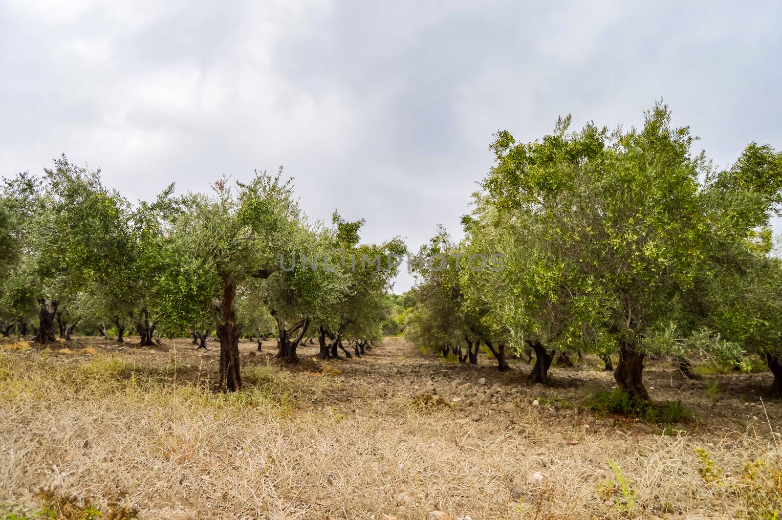 Olive plantation in Crete, the island of olive trees, as far as your eye can see there are only olive trees