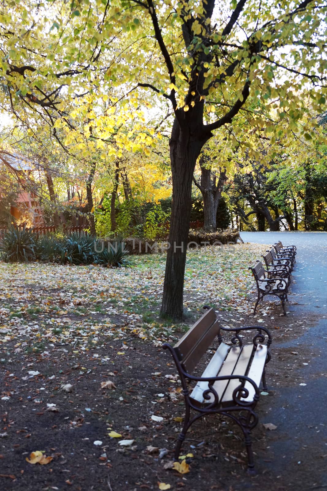 empty benches in autumn park in the evening.