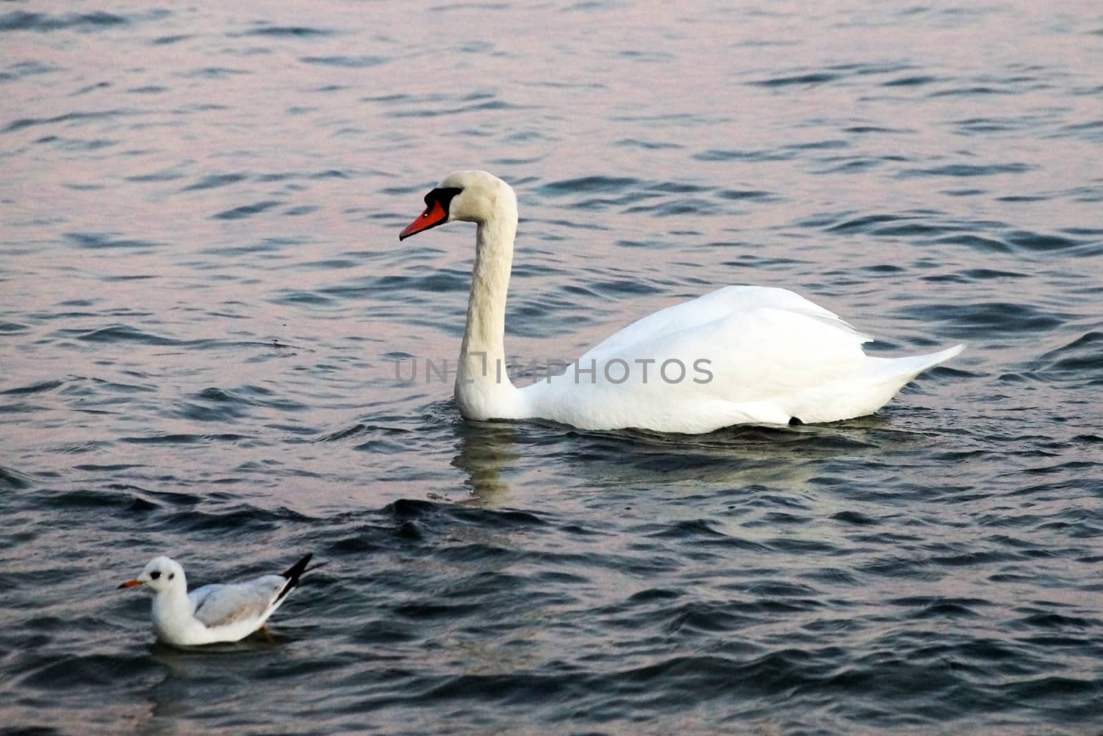 white swan blows on water between stones.