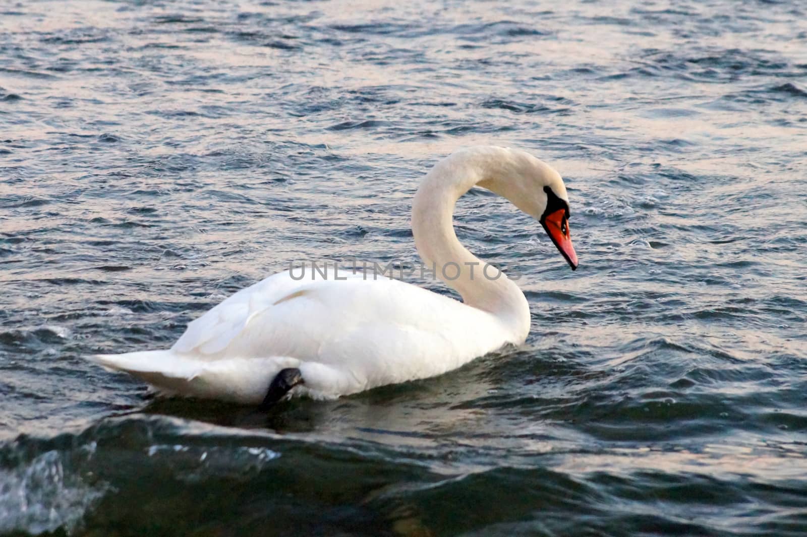 white swan blows on water between stones.