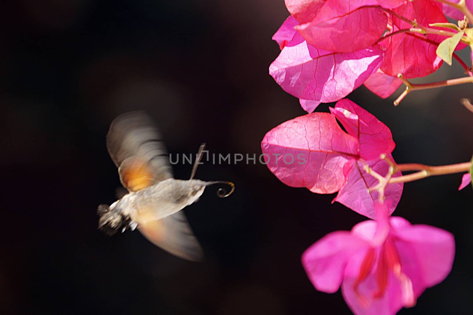 moth butterfly flies around pink bougainvillea close-up by Annado