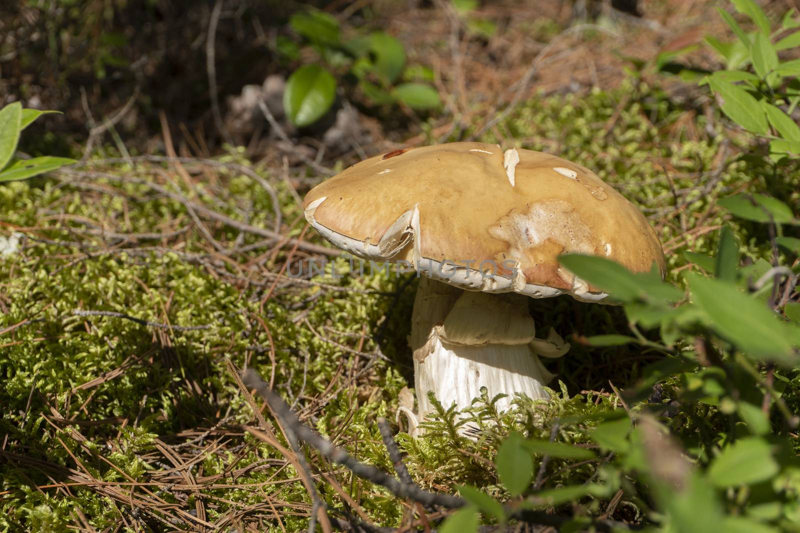 A boletus mushroom with a brown hat grew in the forest, in the grass under the trees