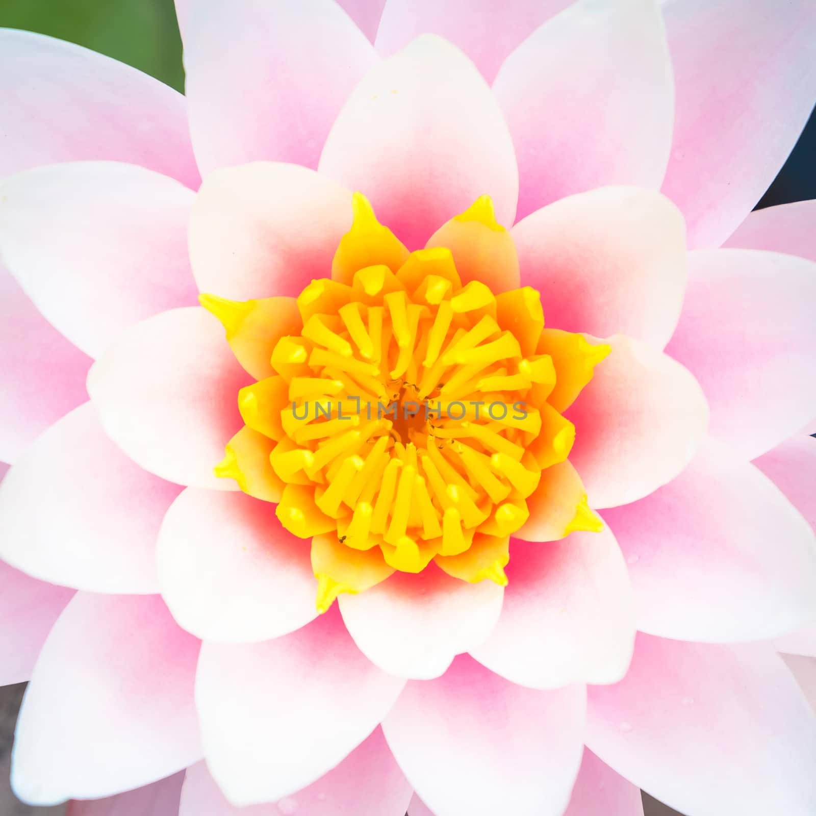 Romantic water lily with natural sunlight by Perseomedusa