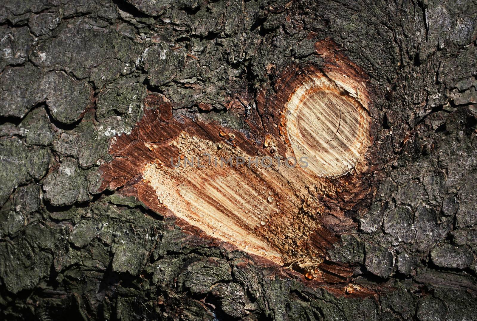 abstract heart on a tree trunk by Ahojdoma