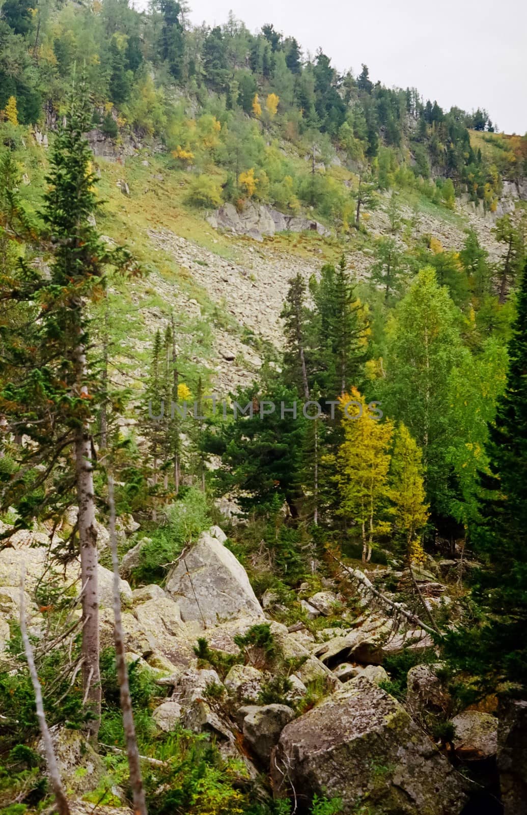 Autumn nature of altai, forests and mountains. by DePo