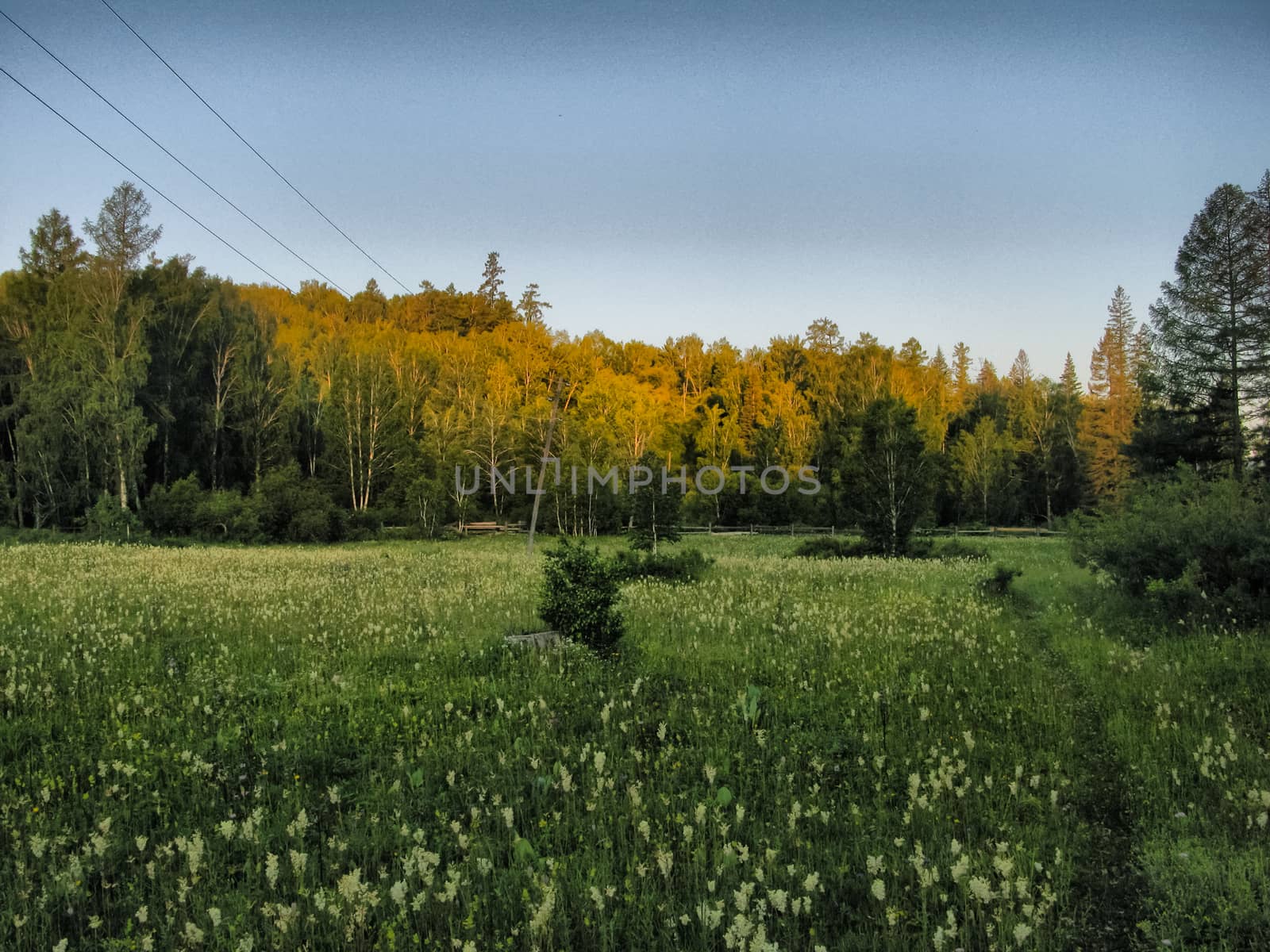 Green edge in the forests of the altai. lawn by the forest.