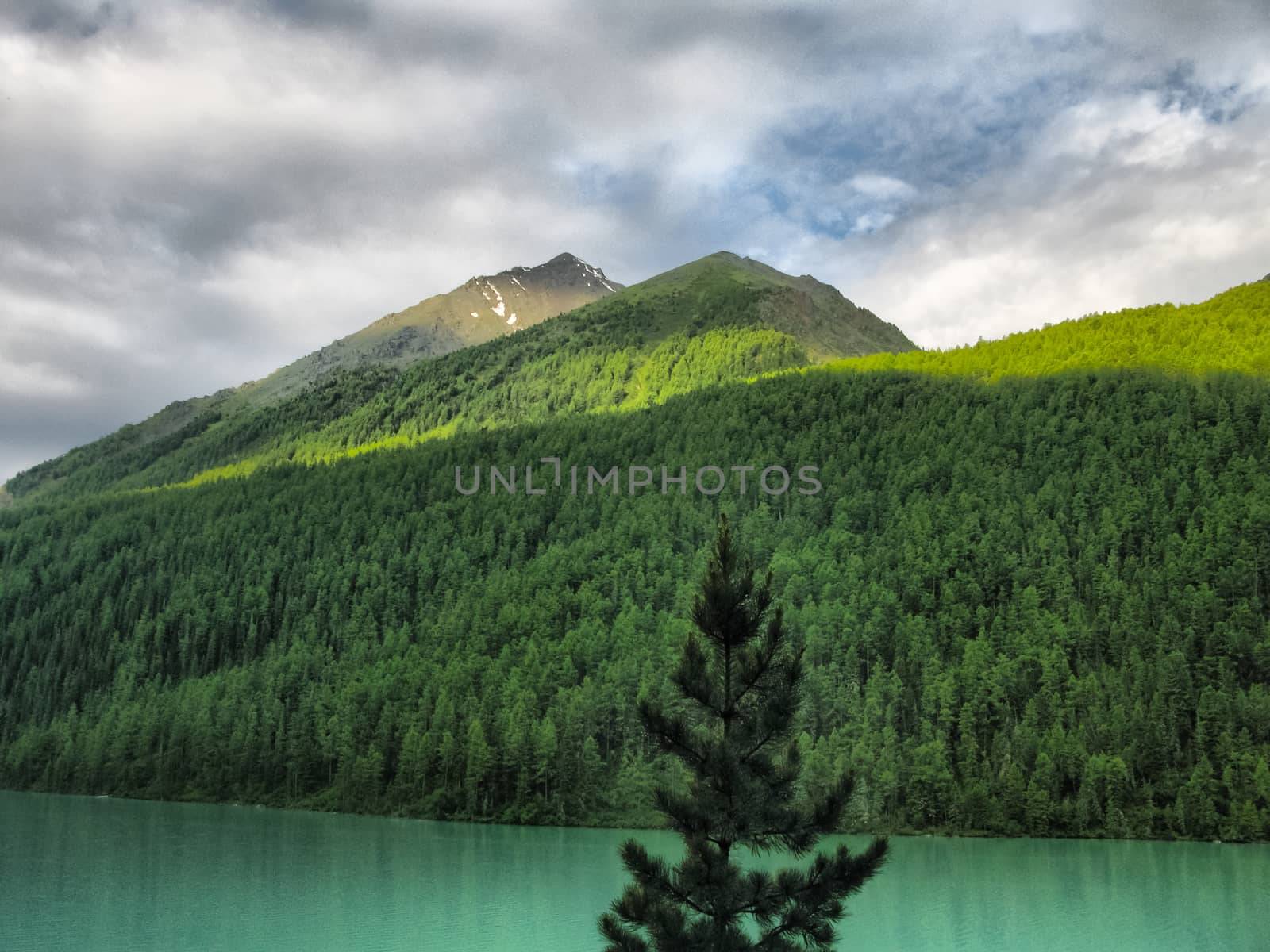 Nature is altai. Mountain landscape, forests and reservoirs of the altai.