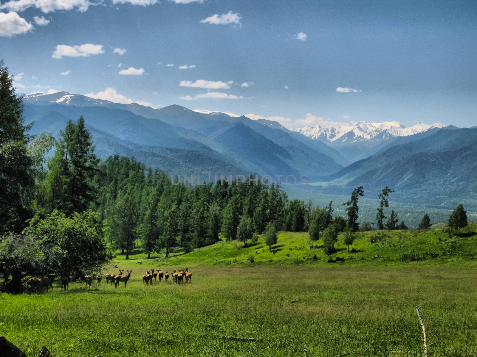 Nature is altai. Mountain landscape, forests and reservoirs of the altai.