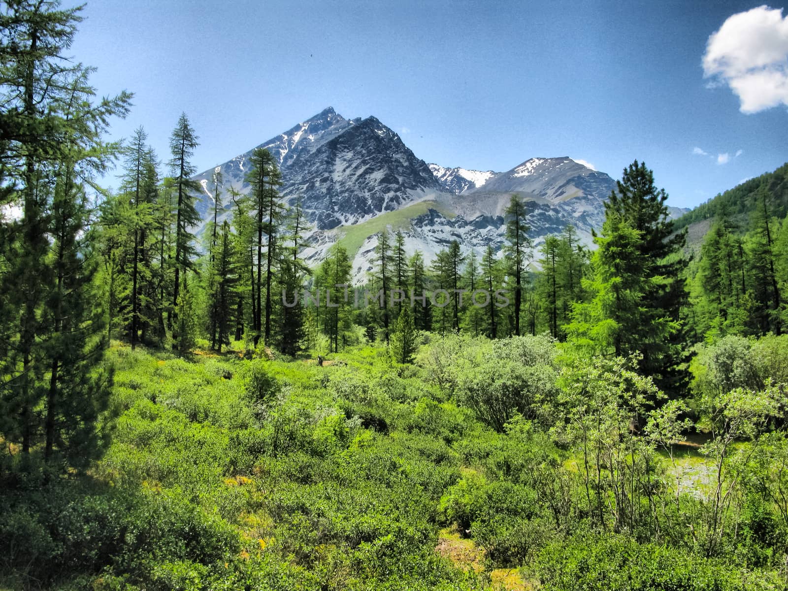 Nature is altai. Mountain landscape, forests and reservoirs of the altai.