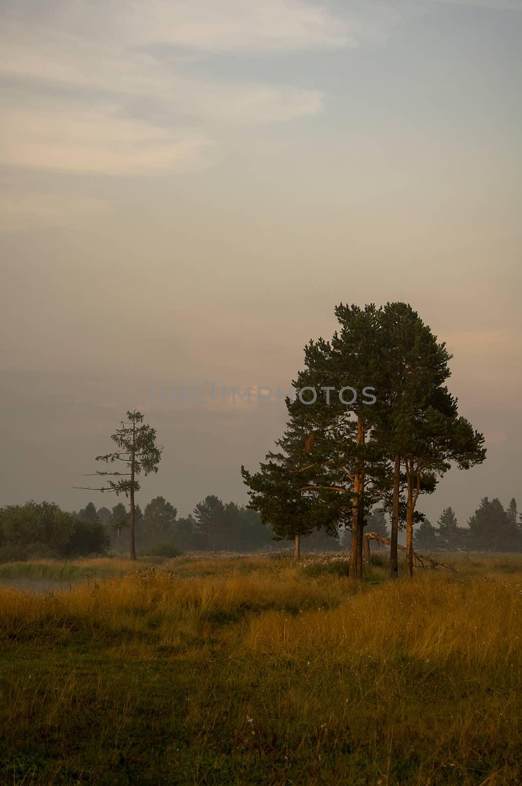 Separately standing pines on the edge of the forest.