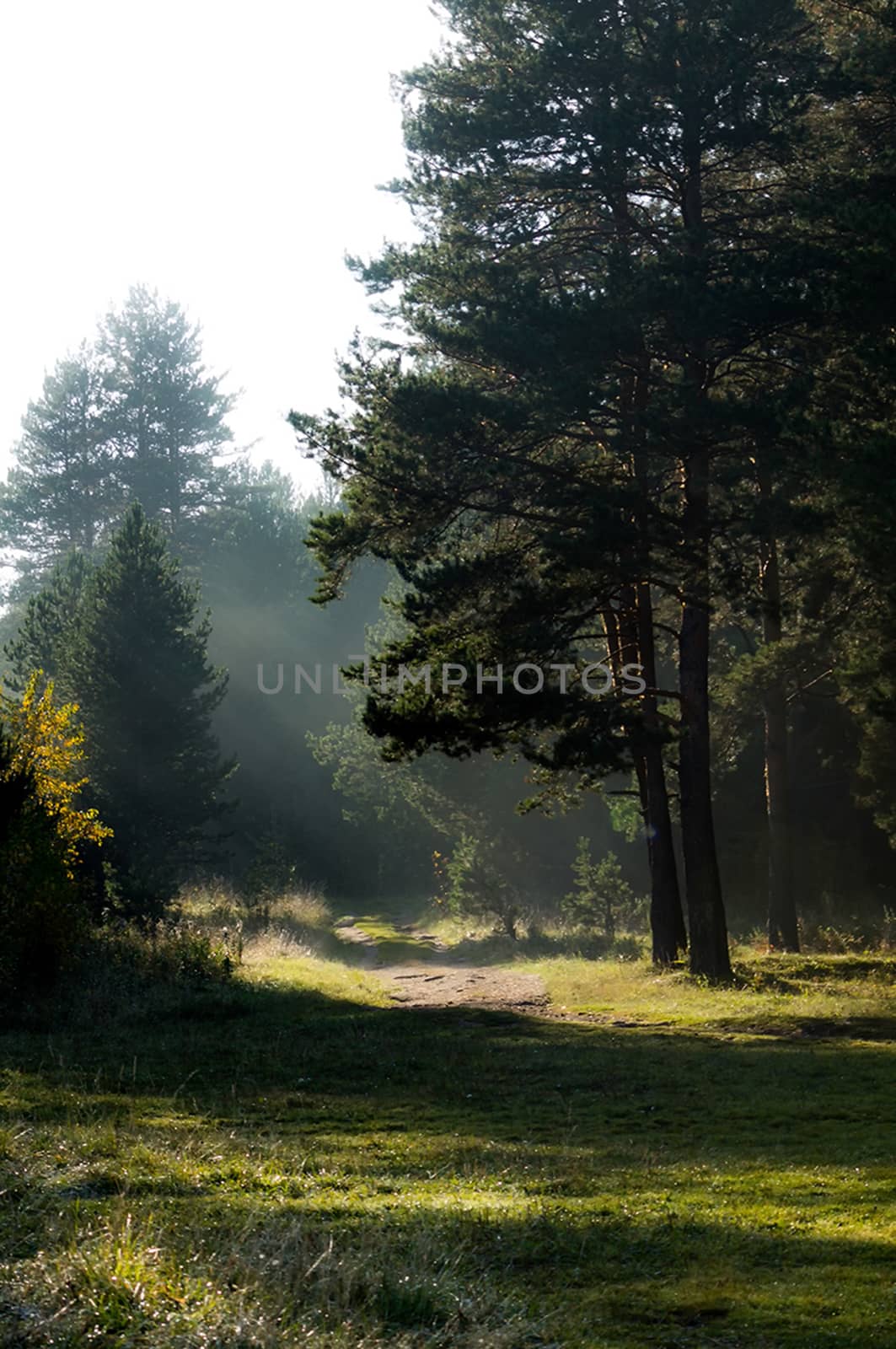 shadow of the coniferous forest. Sunbeams among dark trees. by DePo