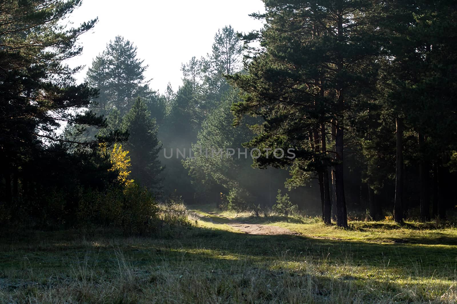 The shadow of the coniferous forest. Sunbeams among dark trees.