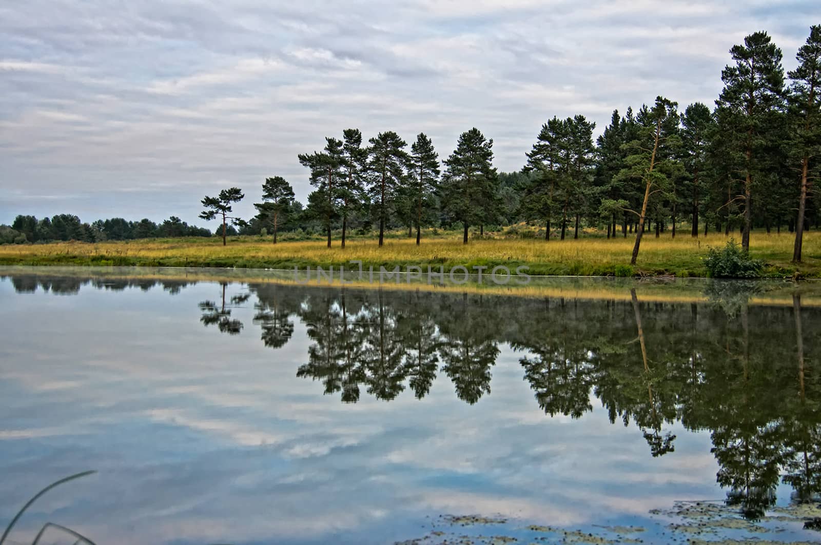 Water near forest. Reflecting trees in the water. by DePo