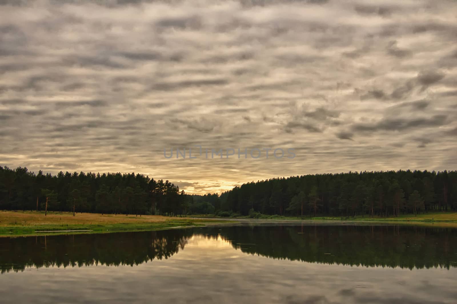 Water near the forest. Reflecting trees in the water.