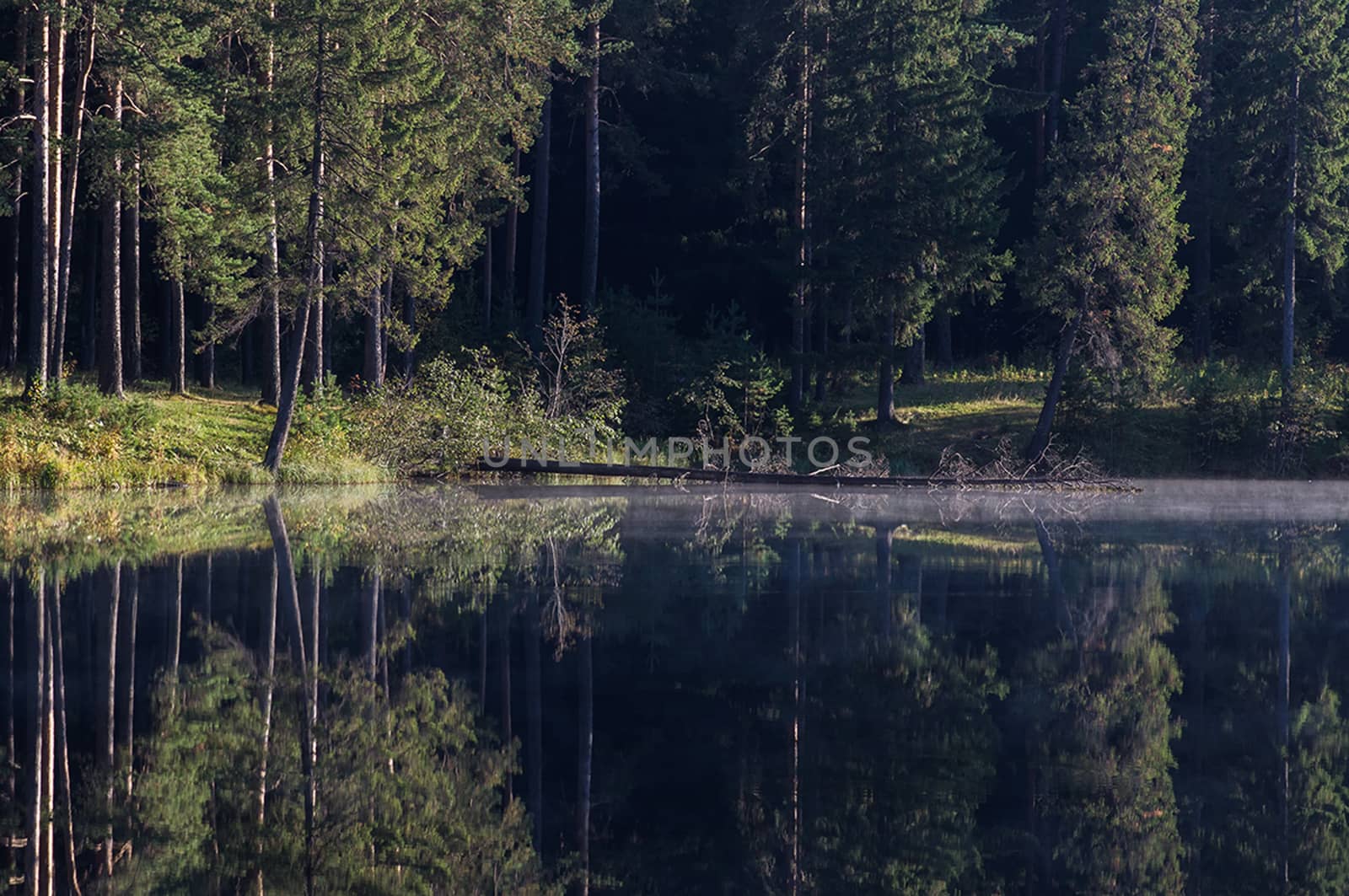 Water near the forest. Reflecting trees in the water.
