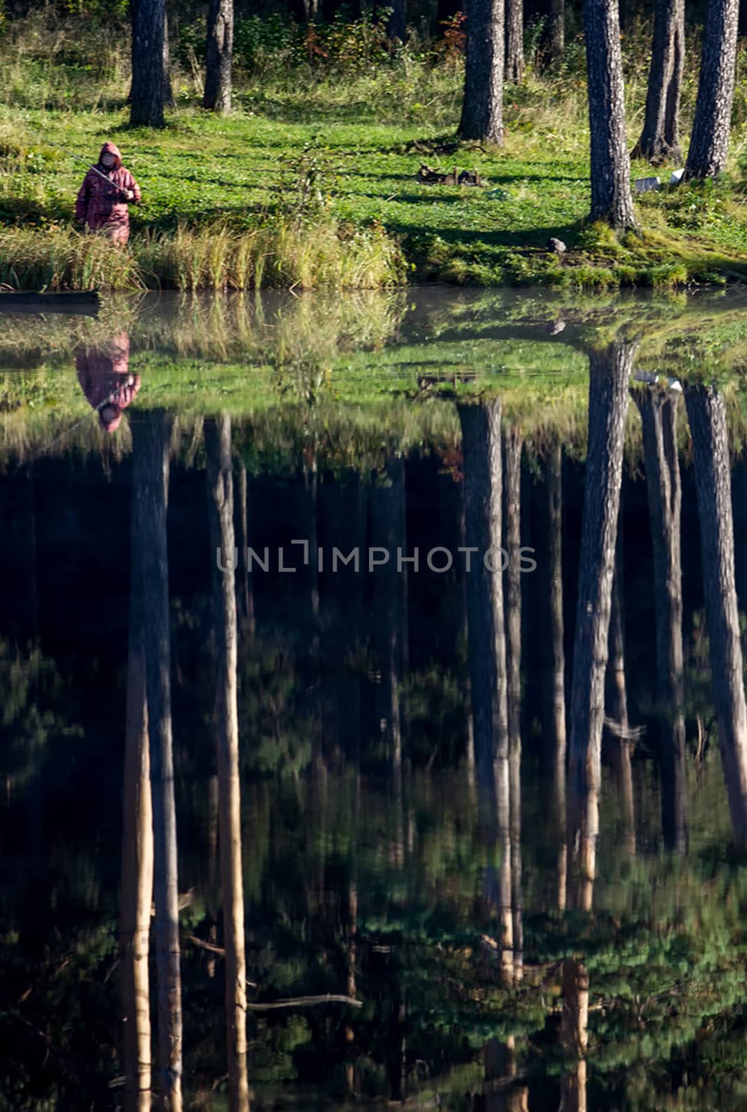 Water near the forest. Reflecting trees in the water.