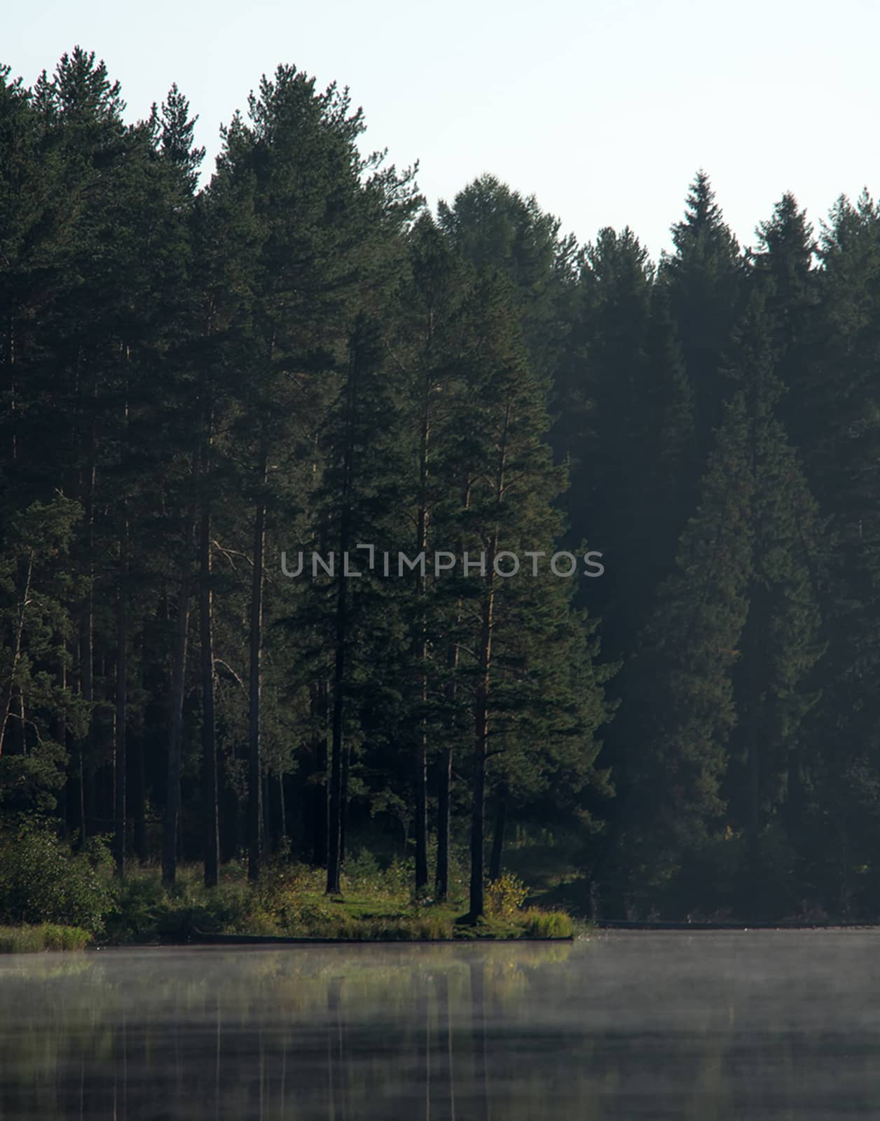 Water near forest. Reflecting trees in the water. by DePo