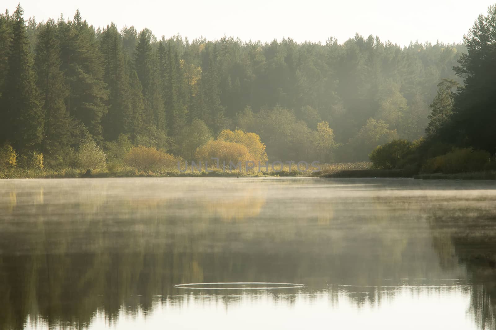 Water near forest. Reflecting trees in the water. by DePo