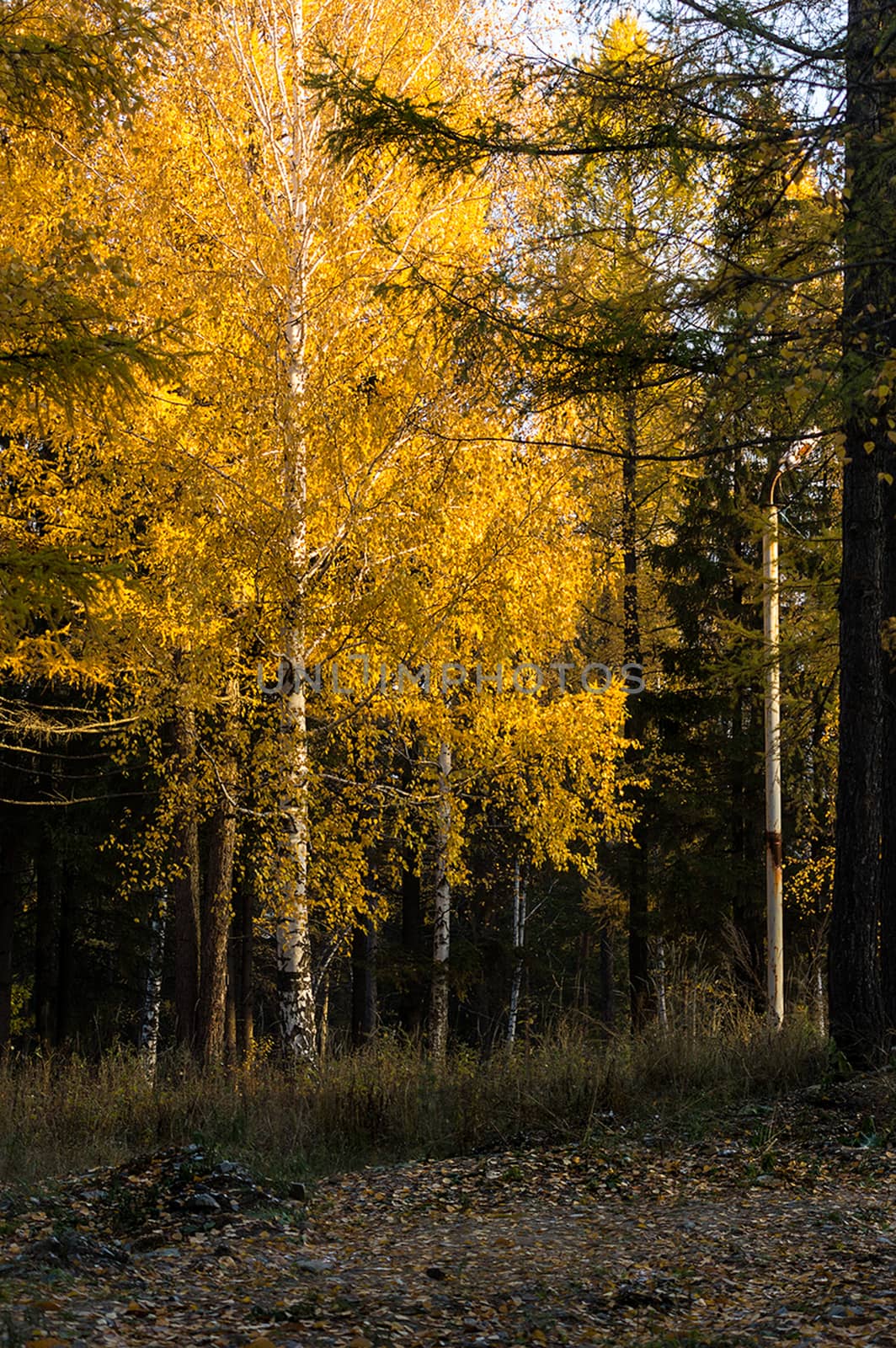 yellow birch leaves in the park. Asphalt pavement in the park and birch trees.