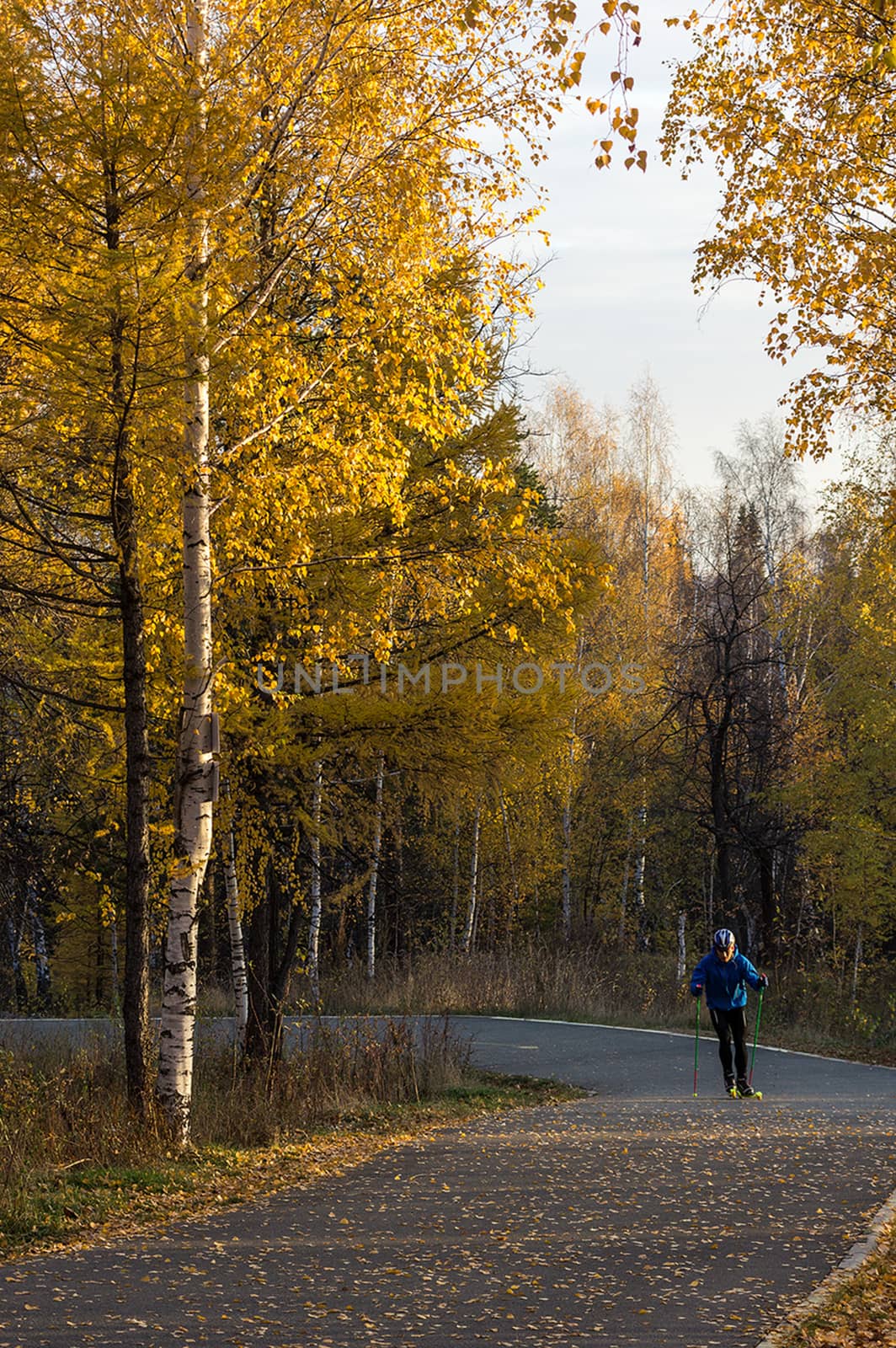 yellow birch leaves in park. Asphalt pavement in the park and birch trees. by DePo