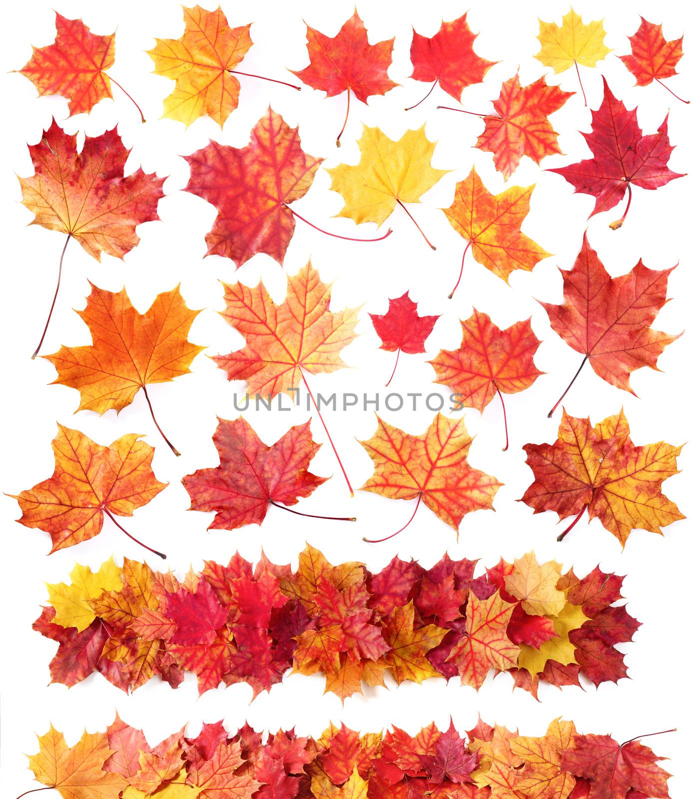Collection set of beautiful autumn fall maple leaves isolated on white background
