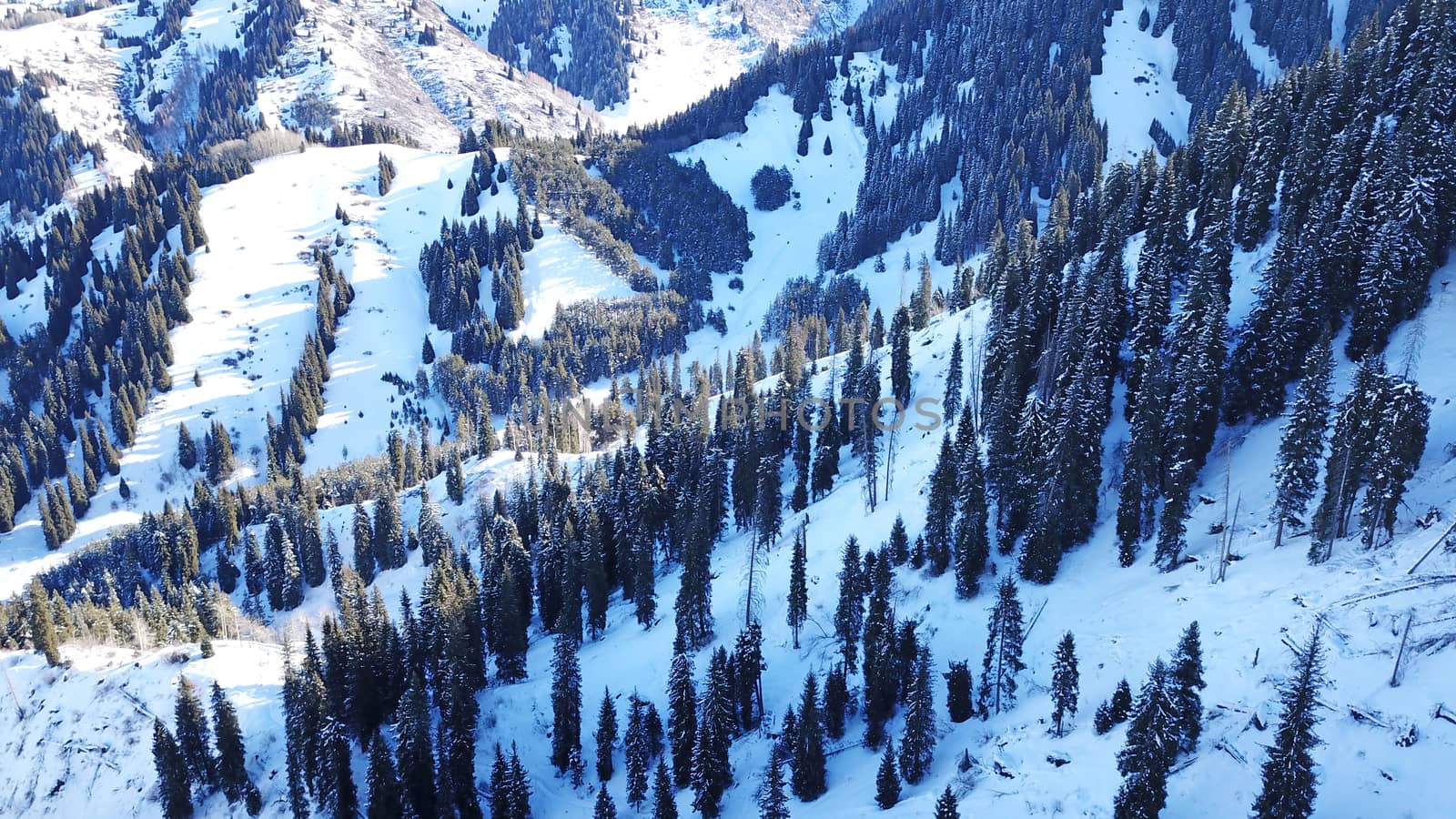 Winter forest high in the mountains. Top view from the throne of the snowy mountains and hills. Fir trees and trees grow on the hills. Some trees are covered with snow. The shadow of the trees.