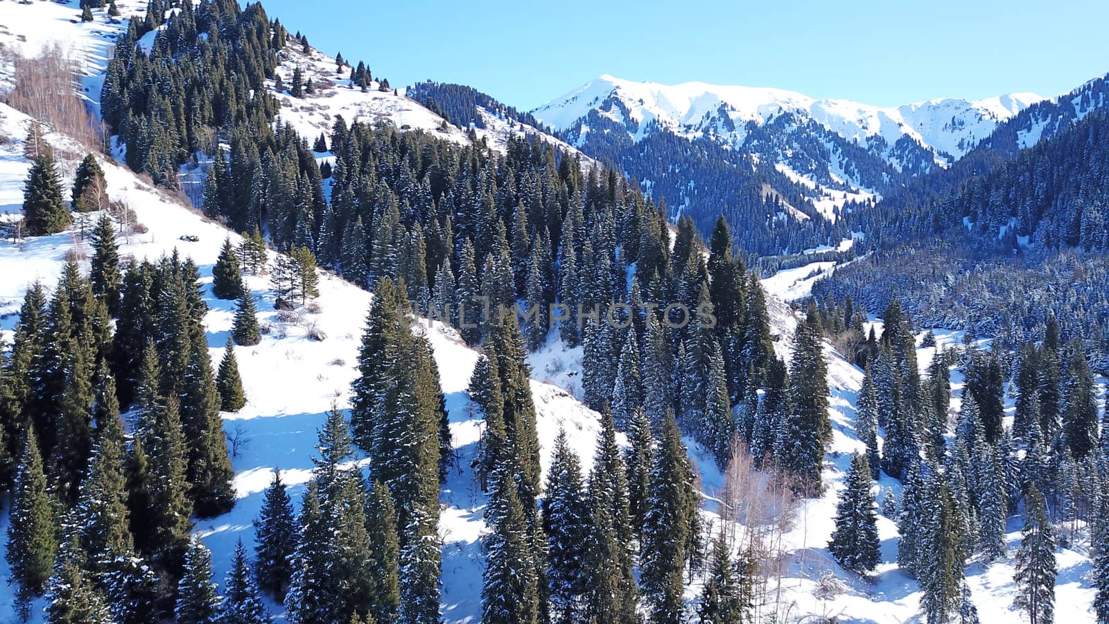 Winter forest high in the mountains. Top view from the throne of the snowy mountains and hills. Fir trees and trees grow on the hills. Some trees are covered with snow. The shadow of the trees.