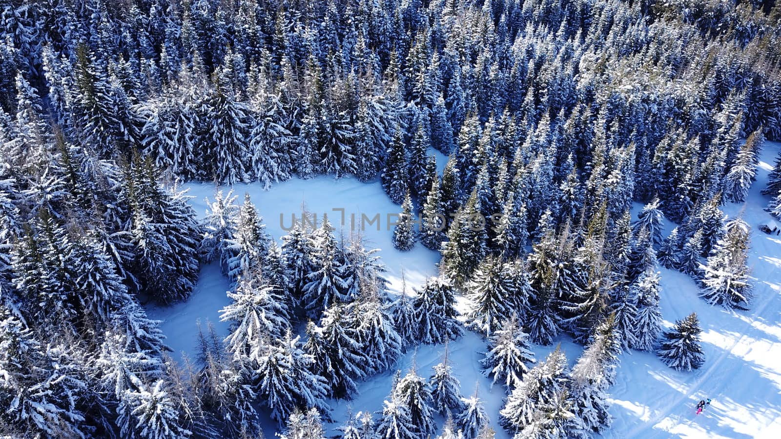 Winter forest high in the mountains. Top view from the throne of the snowy mountains and hills. Fir trees and trees grow on the hills. Some trees are covered with snow. The shadow of the trees.