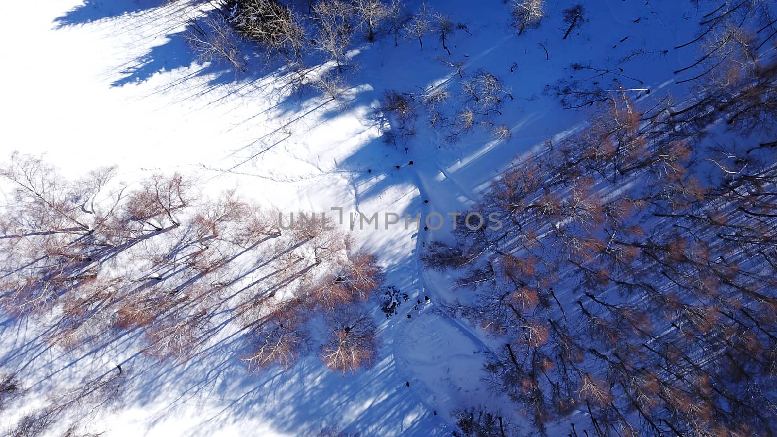 Active recreation of people in the mountains. Top view from the throne. A group of people walking along a trail in a snowy forest in the mountains. The trees cast shadows on the snow. Sunny day.